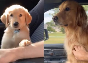 Video Shows Golden Retriever Never Grew Out of His Paw Gesture