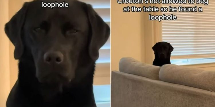 Labrador Begs for Food From a Distance in Hilarious Video