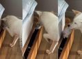Video: Dog Is Totally Nonchalant About Stealing Socks