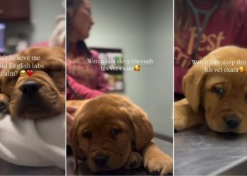 Video: Labrador Puppy Is Surprisingly Calm During Vet Visit
