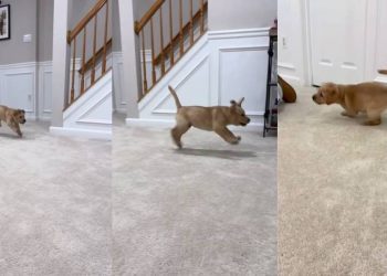 Labrador Puppy Hops Like a Bunny in Cute Video