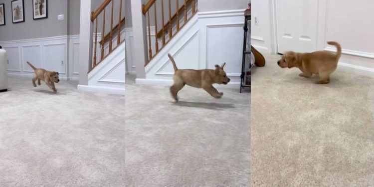 Labrador Puppy Hops Like a Bunny in Cute Video