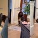 Video: Big Dog Moves Away From Grandma When She Pets Another Dog