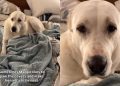 Dog Caught Making a Nest in Owner’s Bed & It’s Cute