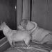 Camera Footage Shows Dogs Staying Up for Mom