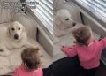 Video: Golden Retriever Possibly Understands Toddler Language