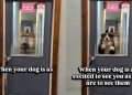 Video: Dog Is Excited to See Owner, but Gets Stuck Behind a Door