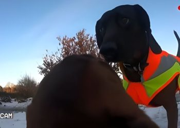 This Video of a Dachshund’s POV Is Everything