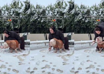 Video: Rescue Dog Reacts To Seeing Snow for the First Time