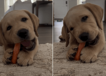 Video: Puppy Munching on Carrot Captures Hearts