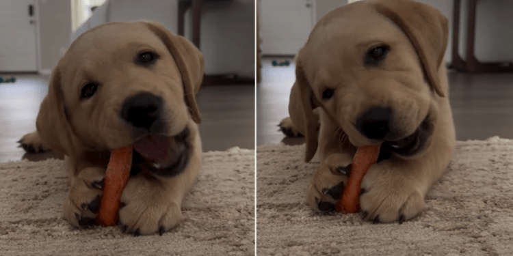 Video: Puppy Munching on Carrot Captures Hearts