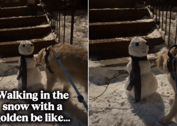 Video: Golden Retriever Steals Snowman’s Arm During Walk