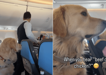Video: Golden Retriever Hears His Two Favorite Words & Is Suddenly Alert