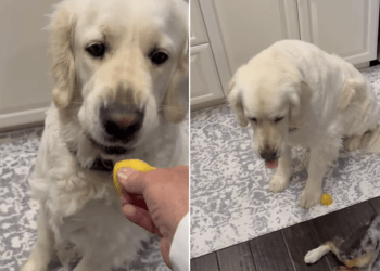 Video: Golden Retriever Pauses After Realizing He Almost Ate a Lemon