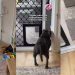 Funny Video Shows How ‘High Maintenance’ the Dog Is