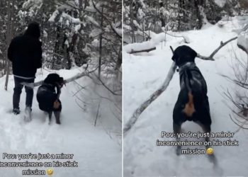Video: Nothing Can Stop This Dog From Completing His ‘Stick Mission’