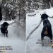 Video: Nothing Can Stop This Dog From Completing His ‘Stick Mission’