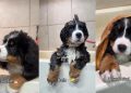 Bernese Mountain Dog Puppy Is Cutest During Grooming Session