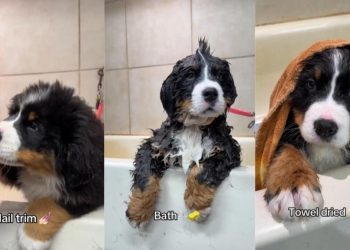 Bernese Mountain Dog Puppy Is Cutest During Grooming Session