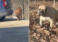 Dogs Are ‘Totally Unfazed’ After Owner Catches Them Coming Out of Woods