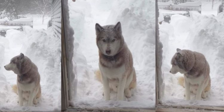 Video: Husky Makes Tough Choice Between Snow & a Treat
