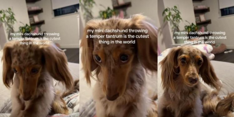 Video: Tiny Dog’s Temper Tantrum Is More Cute Than Chaotic