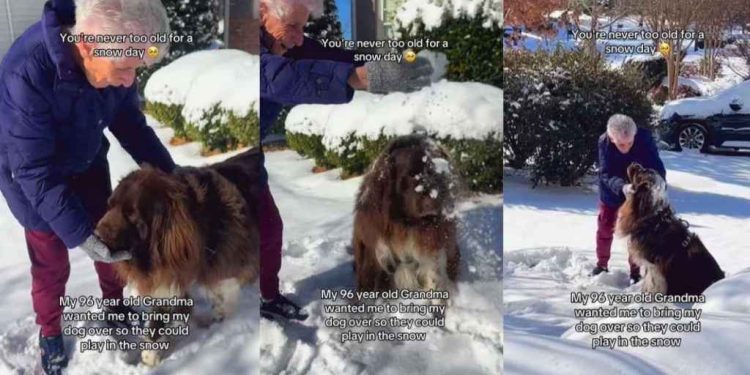 Video of Big Dog & Grandma Playing With Snow Will Make Your Day