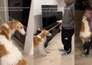 Video: This Dog Won’t Go to Bed Without Dad Carrying Her