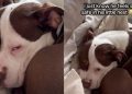 American XL Bully Hides Behind His Pillow Fort in Adorable Video