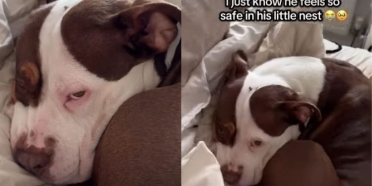 American XL Bully Hides Behind His Pillow Fort in Adorable Video
