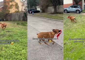 Dog’s Celebration After Getting a New Toy Requires a Lot of Space