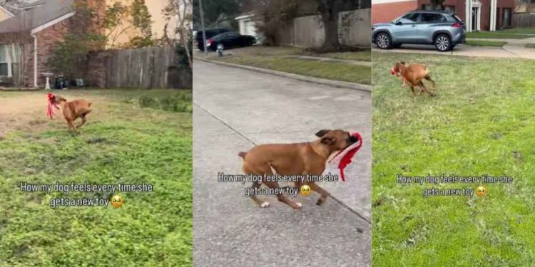 Dog’s Celebration After Getting a New Toy Requires a Lot of Space