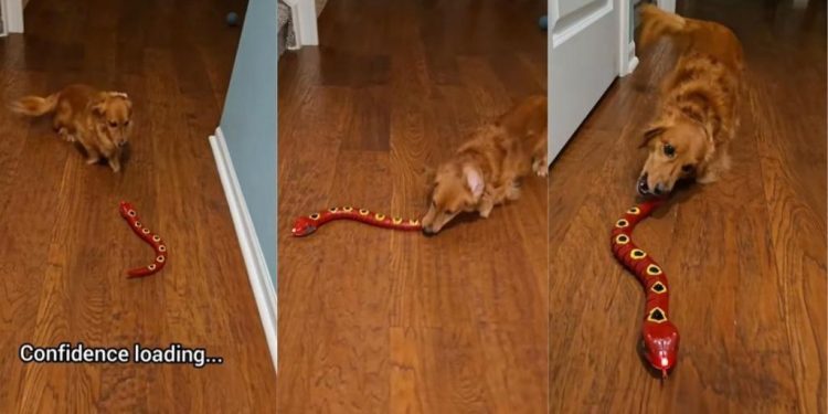 Video: Dog’s Reaction to a Reptile Toy Is Everything
