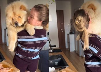 Video: Chow Chow Adorably Reacts to Mom Taking Out Chicken