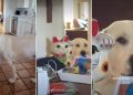 Video: Dog Demands Fair Play for Both Her & Her Sister