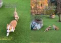 Video: Owner Captures Dogs Being Absolute Besties
