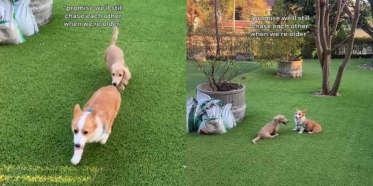 Video: Owner Captures Dogs Being Absolute Besties