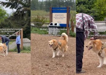 Video: Dog’s Face Adorably Changes After He Finds Dad
