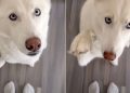Owner Matches Outfit With Husky in Cute Video