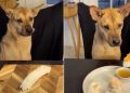 Video: Rescue Pup Gets Curious About Dad Making Him Sushi