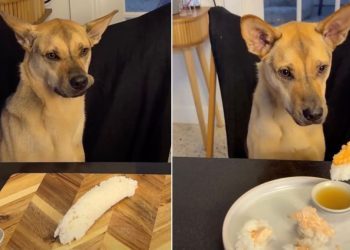 Video: Rescue Pup Gets Curious About Dad Making Him Sushi