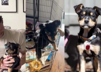 Video: ‘Abandoned’ Foster Puppy Is a Qualified ‘Escape Artist’