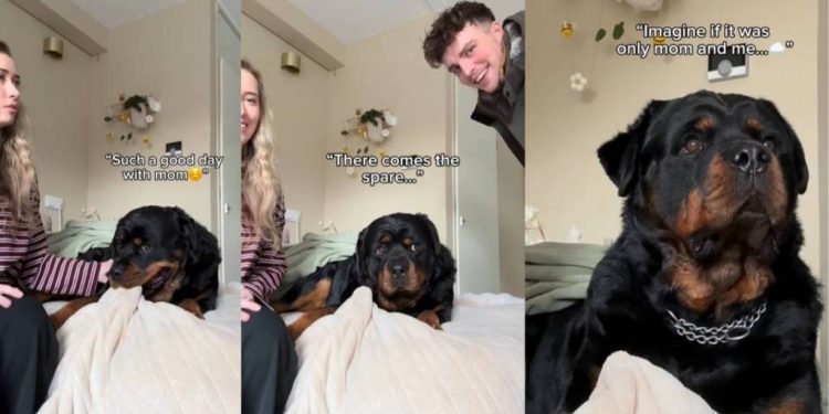 Video: Dog’s Face Changes After Dad Joins Him & Mom