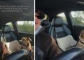 Dog Joins Owner’s Power Ballad Rendition in Viral Video