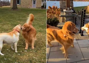Golden Retriever’s Search for Love Is Not Going Well