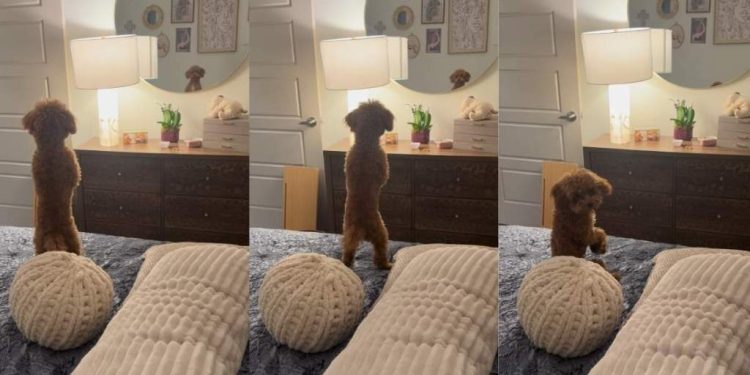 Tiny Dog Has Adorable Reaction To Own Reflection in Mirror