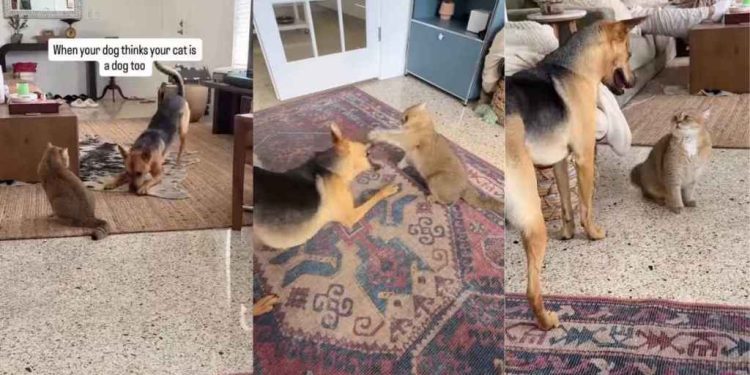 Rescue Dog Believes Cat Sibling Is Also a Dog