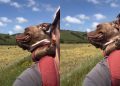 Shelter Dog Admires the World on a Piggyback Ride With Mom After Adoption