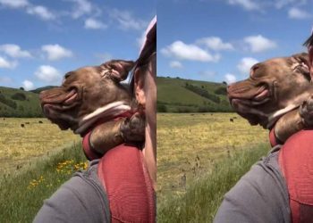 Shelter Dog Admires the World on a Piggyback Ride With Mom After Adoption