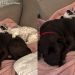 Dog’s Bond With the Foster Pup Is the Kind You Read About in Stories